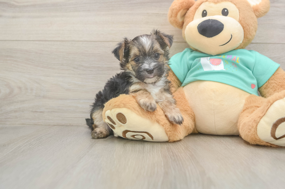 6 week old Morkie Puppy For Sale - Puppy Love PR