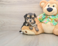 6 week old Morkie Puppy For Sale - Puppy Love PR