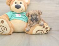 9 week old Morkie Puppy For Sale - Puppy Love PR
