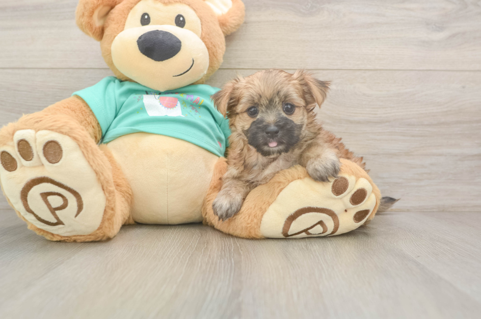 6 week old Morkie Puppy For Sale - Puppy Love PR