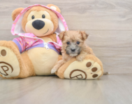 6 week old Morkie Puppy For Sale - Puppy Love PR