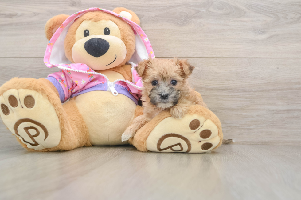 5 week old Morkie Puppy For Sale - Puppy Love PR