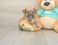 8 week old Morkie Puppy For Sale - Puppy Love PR