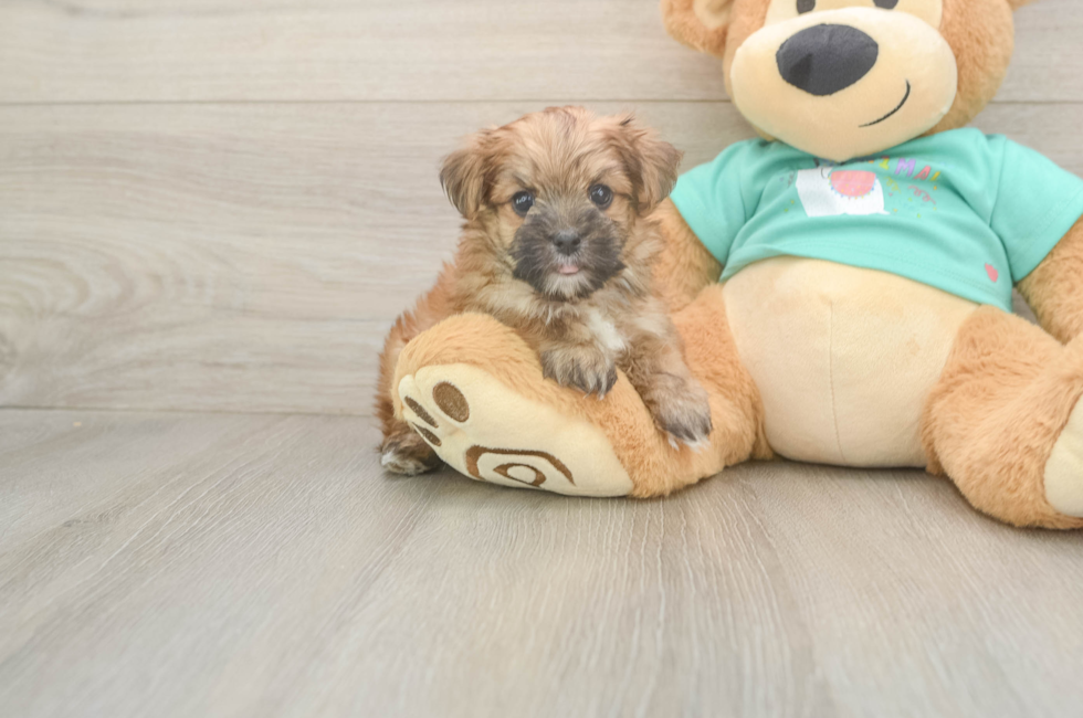 6 week old Morkie Puppy For Sale - Puppy Love PR