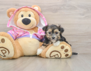 6 week old Morkie Puppy For Sale - Puppy Love PR