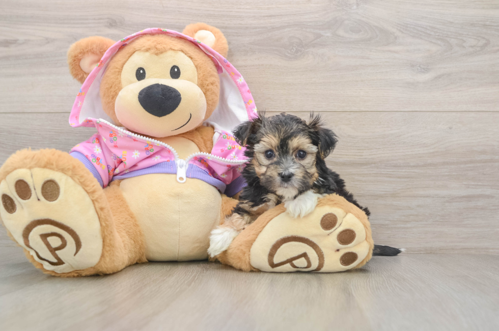 5 week old Morkie Puppy For Sale - Puppy Love PR