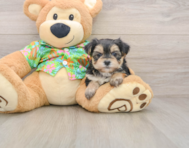 6 week old Morkie Puppy For Sale - Puppy Love PR