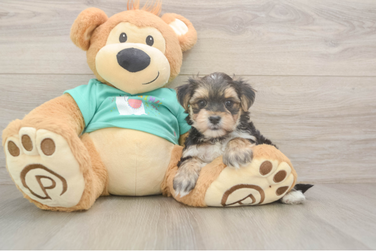 Morkie Puppy for Adoption