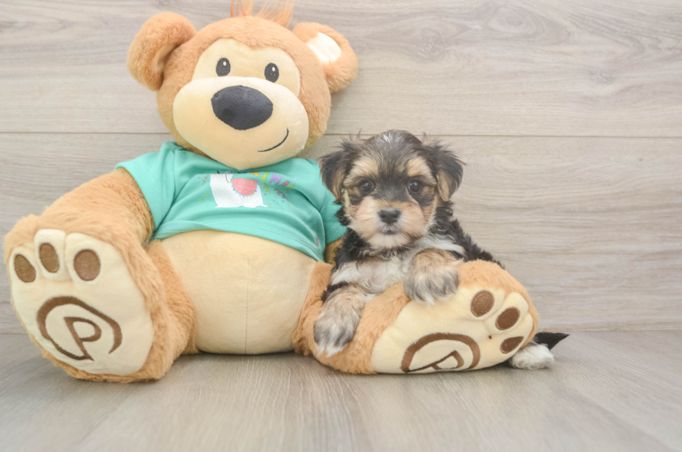 6 week old Morkie Puppy For Sale - Puppy Love PR