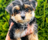 Morkie Puppies For Sale Puppy Love PR
