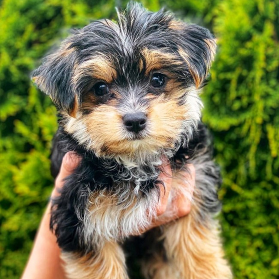 Morkie Puppy For Sale - Puppy Love PR