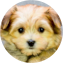 Morkie Puppy For Sale - Puppy Love PR