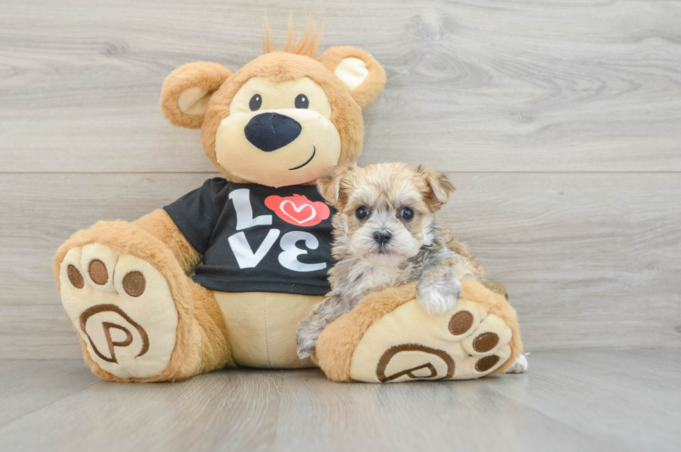 5 week old Morkie Puppy For Sale - Puppy Love PR