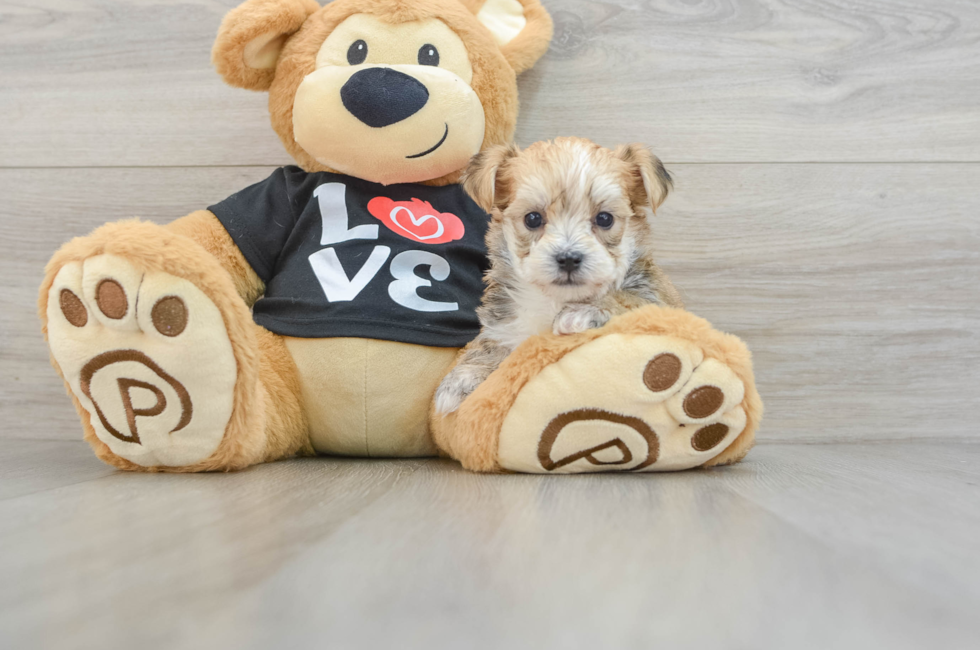 5 week old Morkie Puppy For Sale - Puppy Love PR