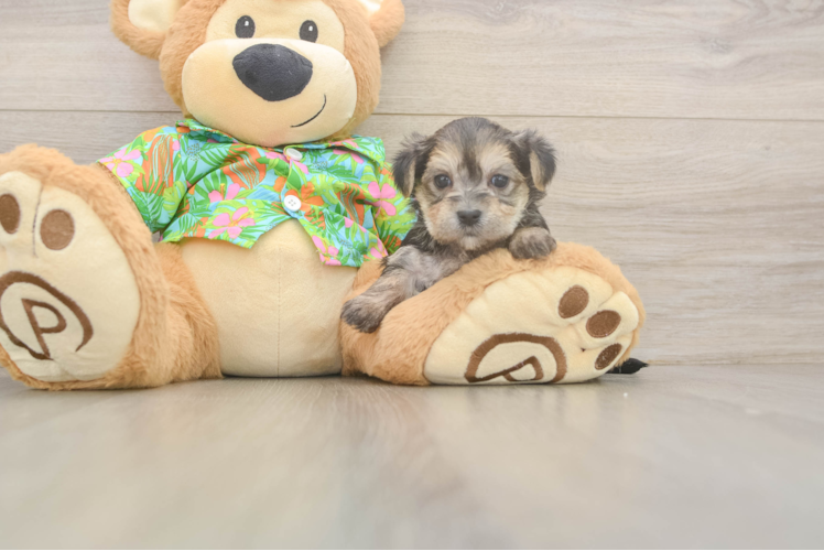 Morkie Pup Being Cute