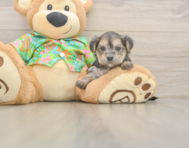 5 week old Morkie Puppy For Sale - Puppy Love PR