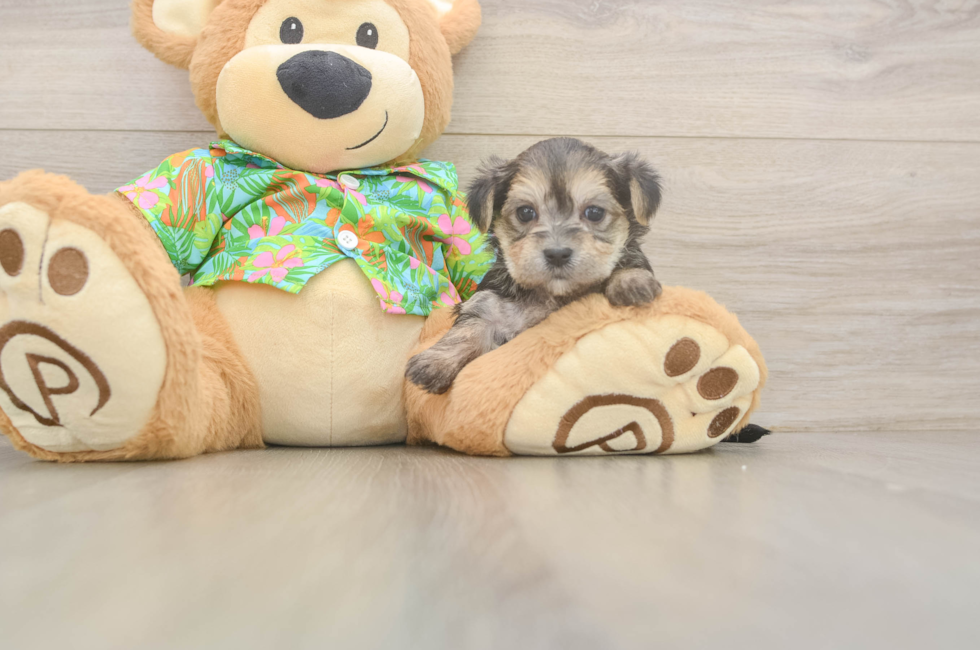 5 week old Morkie Puppy For Sale - Puppy Love PR