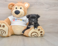 6 week old Morkie Puppy For Sale - Puppy Love PR
