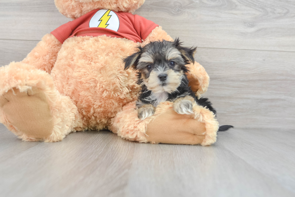 teddy bear morkie puppies