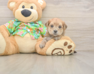 5 week old Morkie Puppy For Sale - Puppy Love PR