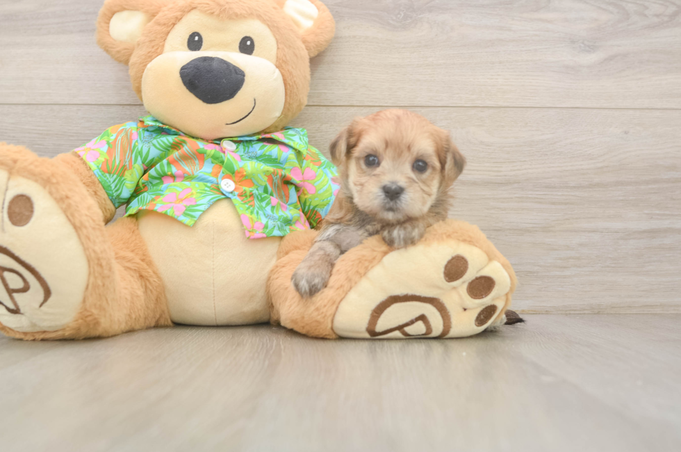 5 week old Morkie Puppy For Sale - Puppy Love PR