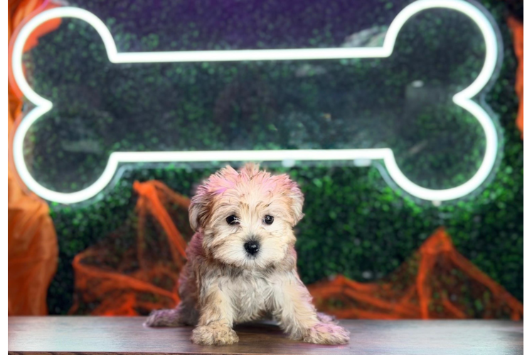 Morkie Pup Being Cute