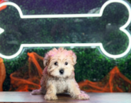 9 week old Morkie Puppy For Sale - Puppy Love PR