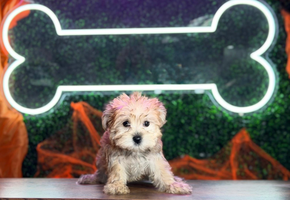Meet Sandy - our Morkie Puppy Photo  1/4 - Puppy Love PR Morkie Pup Being Cute