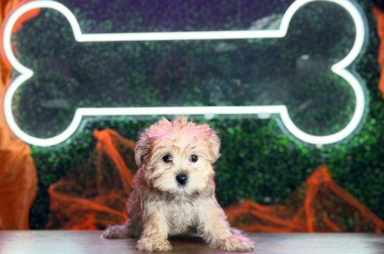Morkie Pup Being Cute