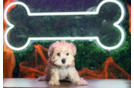 Meet Sandy - our Morkie Puppy Photo  1/4 - Puppy Love PR Morkie Pup Being Cute
