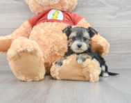 9 week old Morkie Puppy For Sale - Puppy Love PR