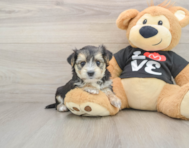 7 week old Morkie Puppy For Sale - Puppy Love PR