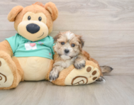 6 week old Morkie Puppy For Sale - Puppy Love PR