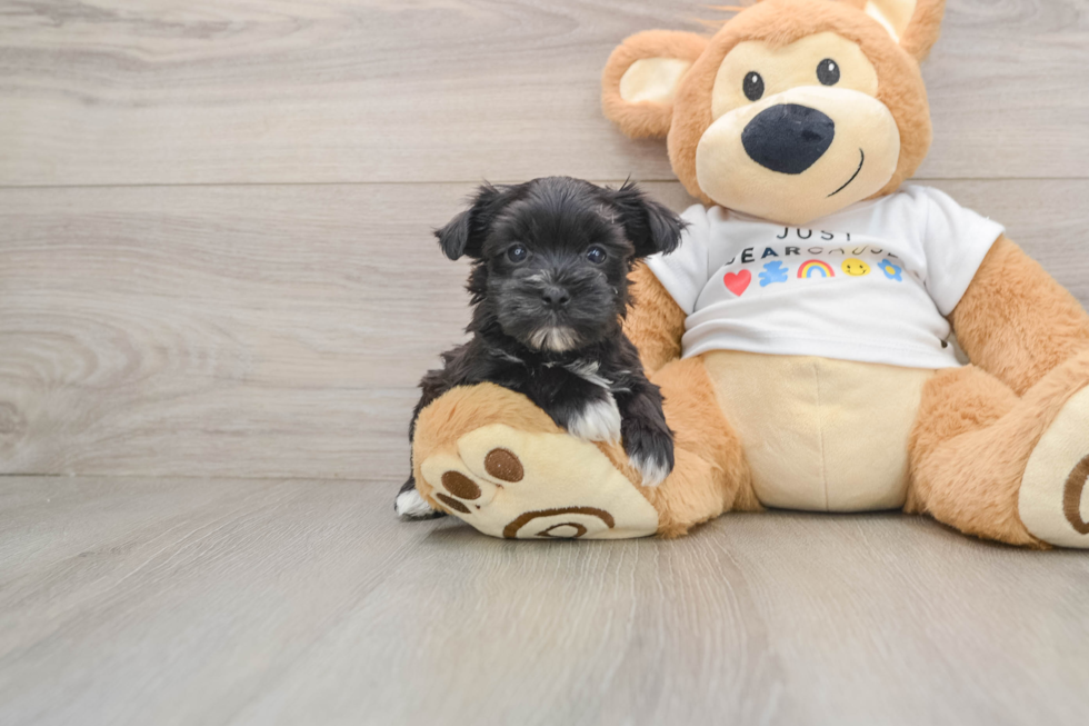 Energetic Malki Designer Puppy