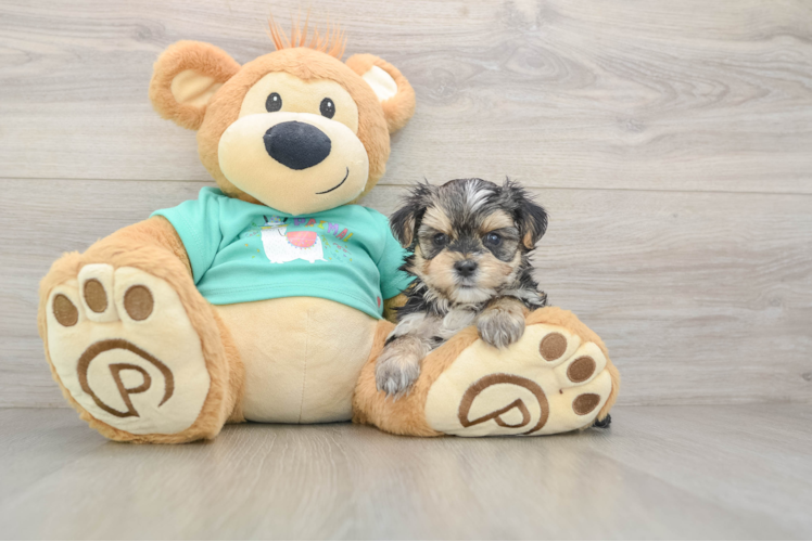 Happy Morkie Baby