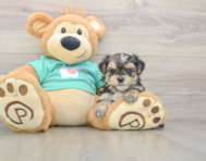 7 week old Morkie Puppy For Sale - Puppy Love PR