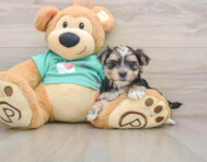 6 week old Morkie Puppy For Sale - Puppy Love PR