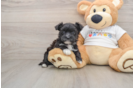 Morkie Puppy for Adoption