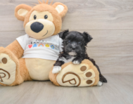 6 week old Morkie Puppy For Sale - Puppy Love PR