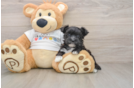 Energetic Morkshire Terrier Designer Puppy