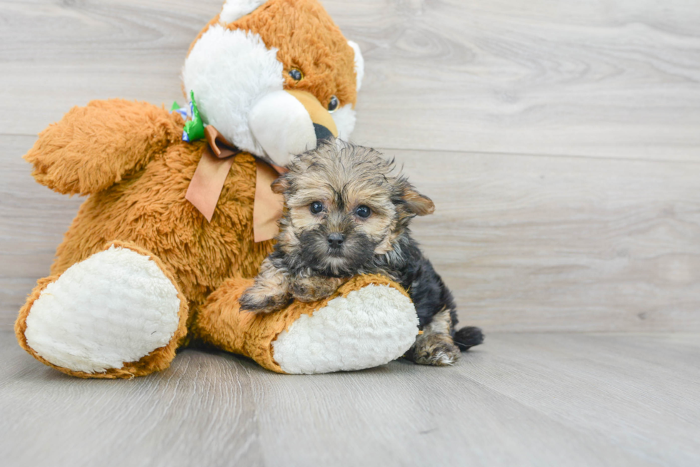 Morkie Puppy for Adoption
