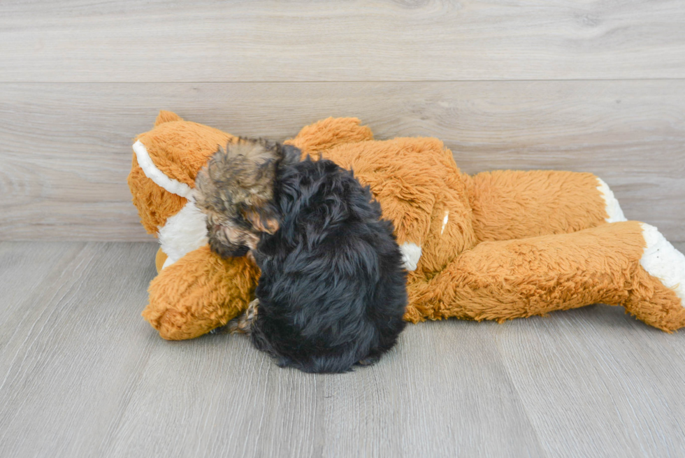 Cute Morkie Baby