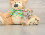 5 week old Morkie Puppy For Sale - Puppy Love PR