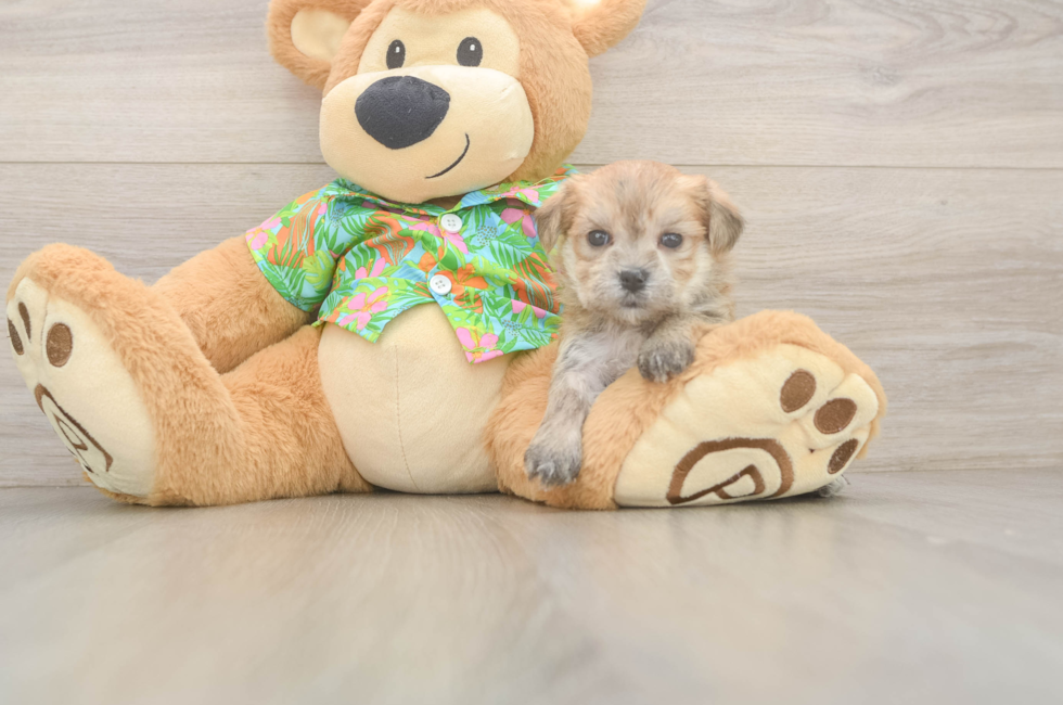 5 week old Morkie Puppy For Sale - Puppy Love PR