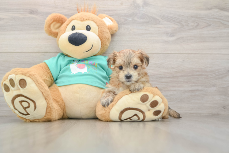 Petite Morkie Designer Pup