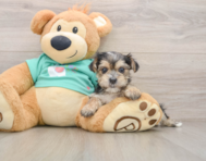 7 week old Morkie Puppy For Sale - Puppy Love PR