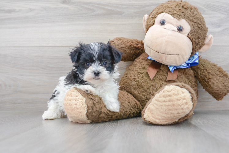 Morkie Pup Being Cute