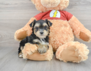 9 week old Morkie Puppy For Sale - Puppy Love PR