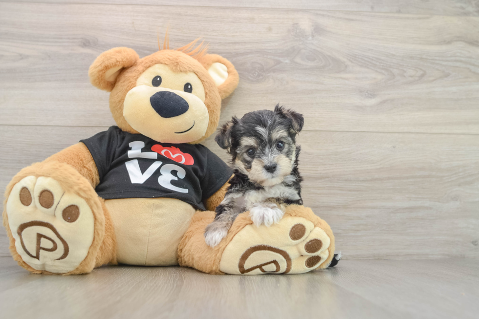 Fluffy Morkie Designer Pup