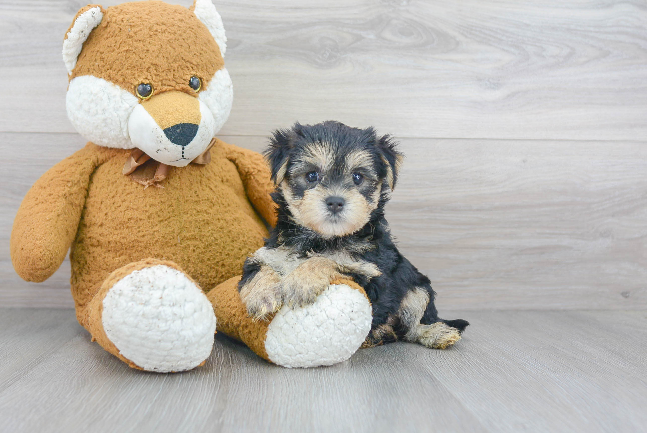 Cute Morkie Designer Pup